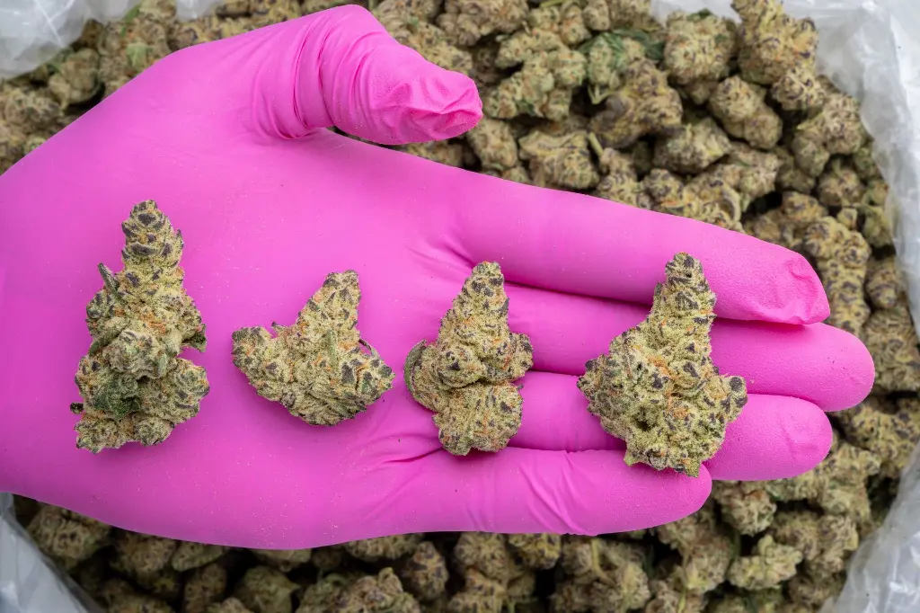 Devil Driver Indoor -PINK- 102325.webp