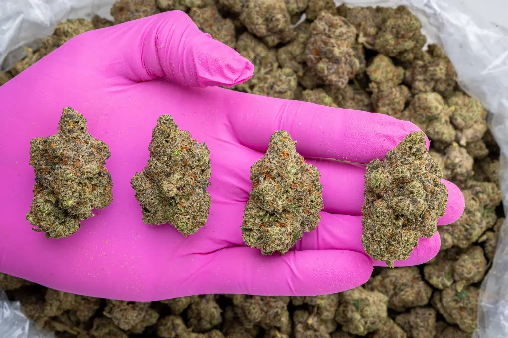 Oreo Blizzy Indoor -PINK- 102325.webp