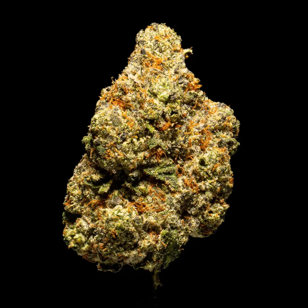 Oreo Blizzy Indoor -FLOAT- 102325.webp