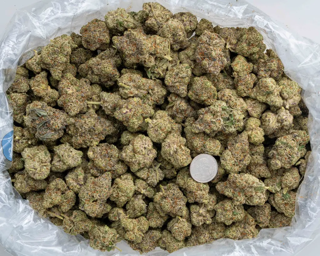 Oreo Blizzy Indoor -BAG- 102325.webp