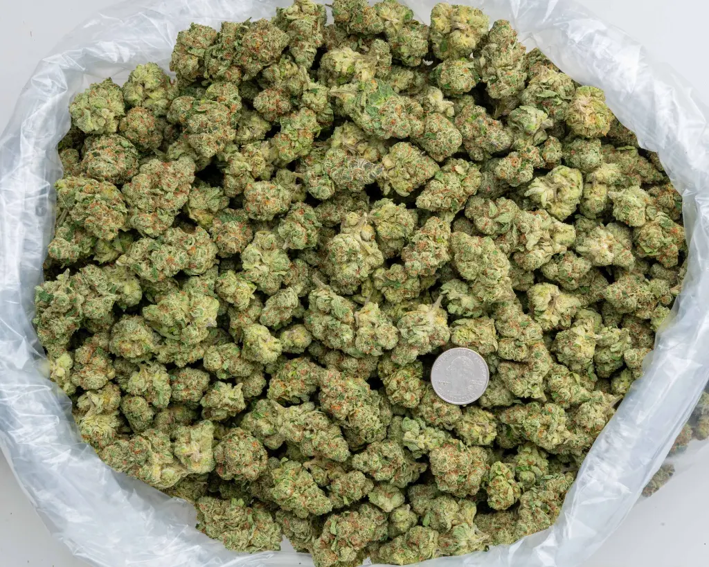 LC Guava #1 -BAG- 103125.webp