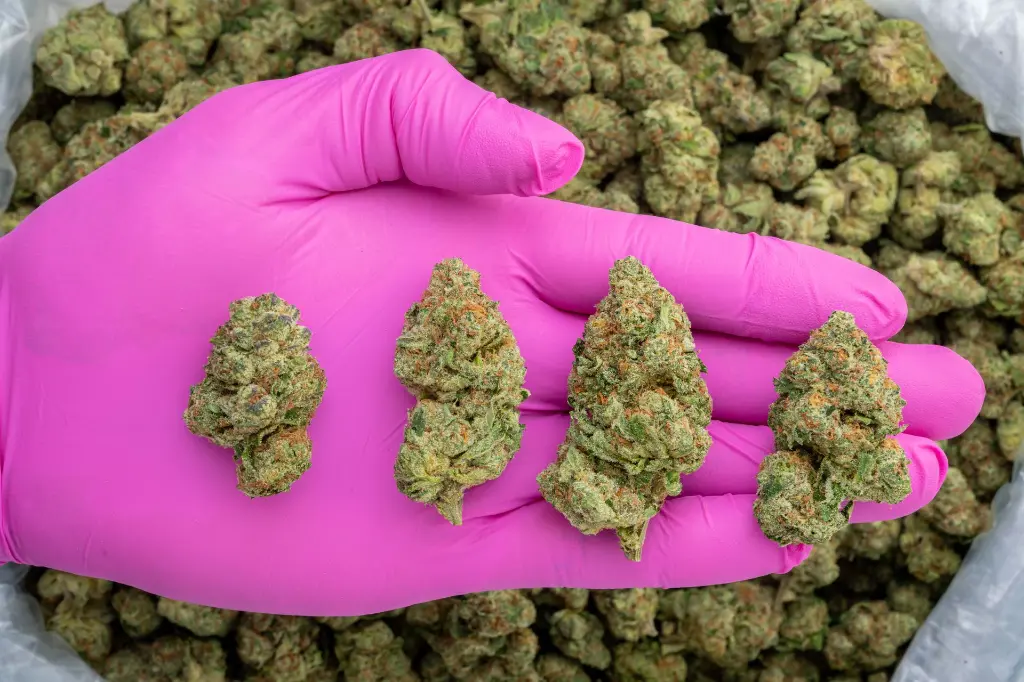 LC Guava #1 -PINK- 103125.webp