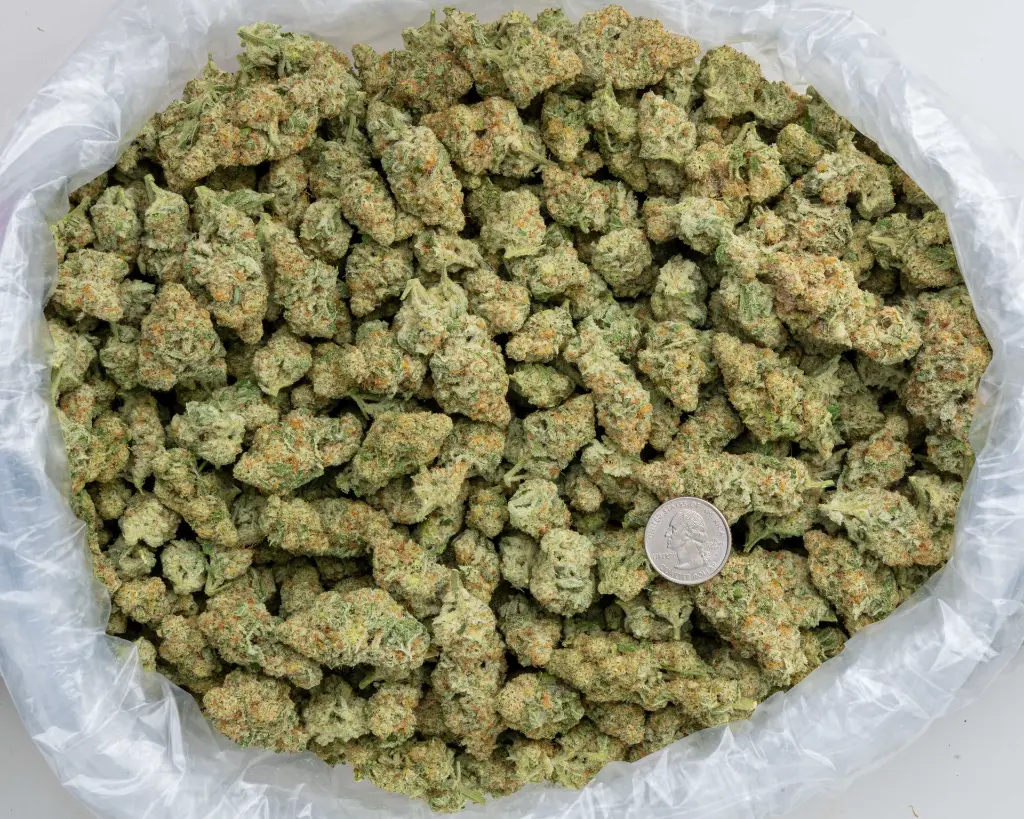 Mac -BAG- 103125.webp