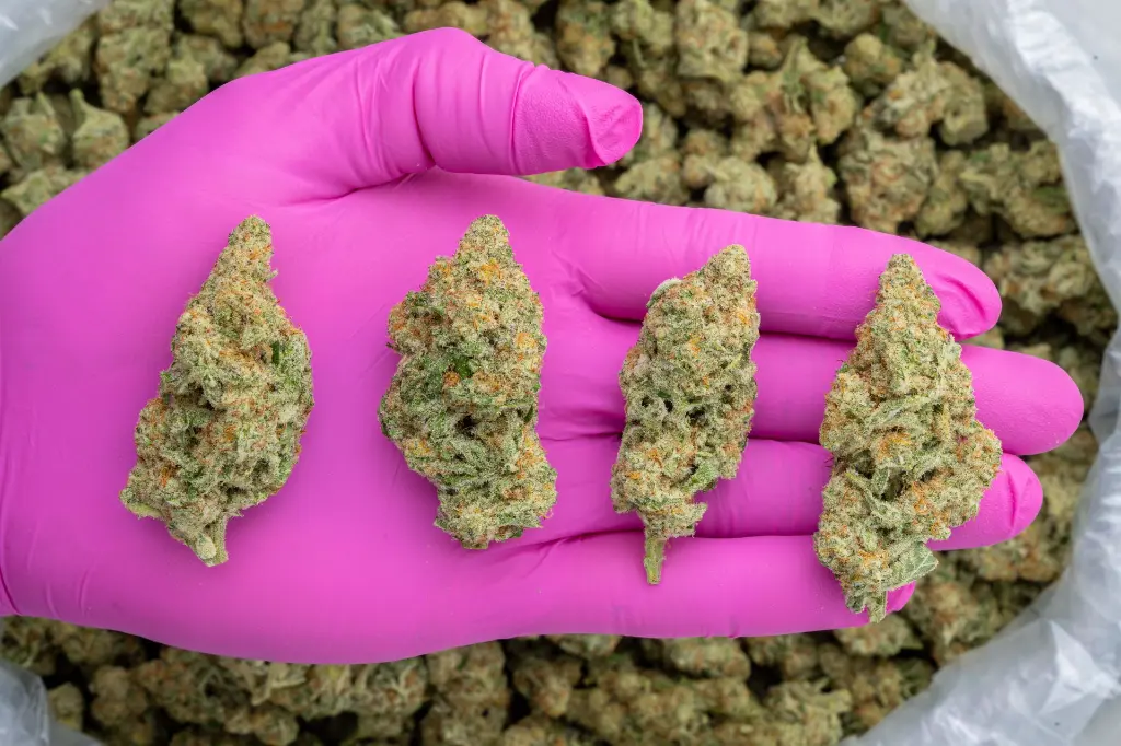 Mac -PINK- 103125.webp