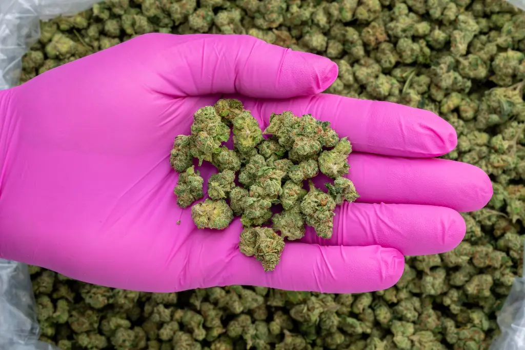 LC Guava Smalls -PINK- 103125.webp