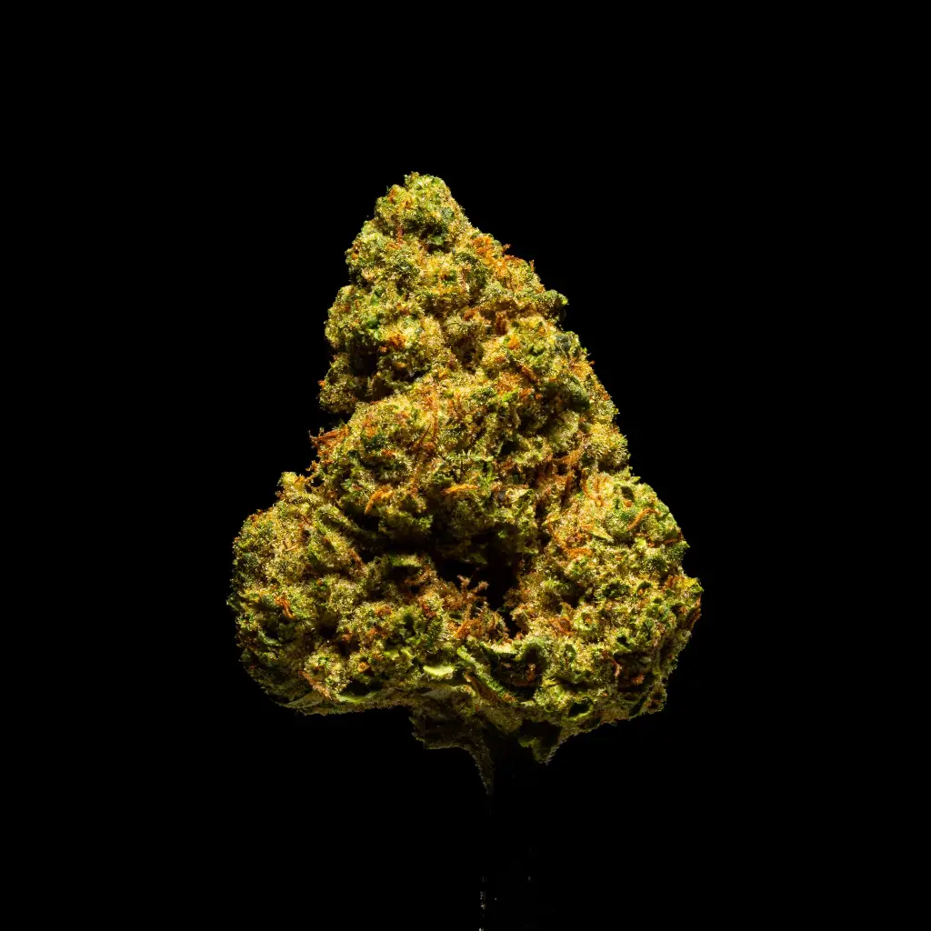 Gov't Oasis -FLOAT- 103125.webp