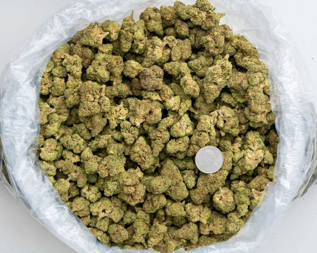 Gov't Oasis -BAG- 103125.webp