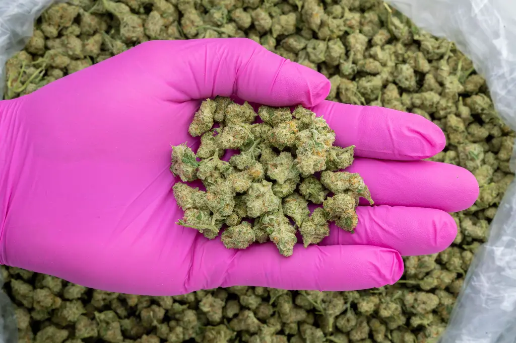 Mac Smalls -PINK- 103125.webp