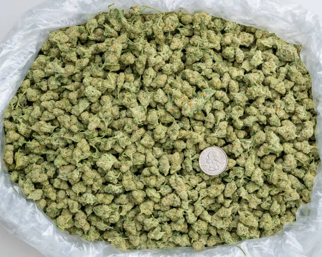 Mac Smalls -BAG- 103125.webp