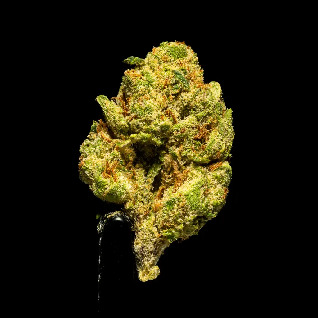 Candy Gel Smalls -FLOAT- 103125.webp