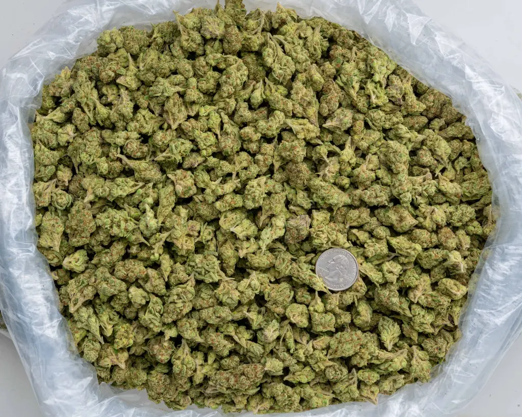 Candy Gel Smalls -BAG- 103125.webp