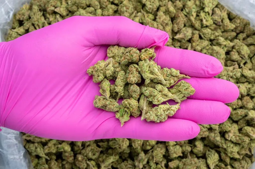 Candy Gel Smalls -PINK- 103125.webp