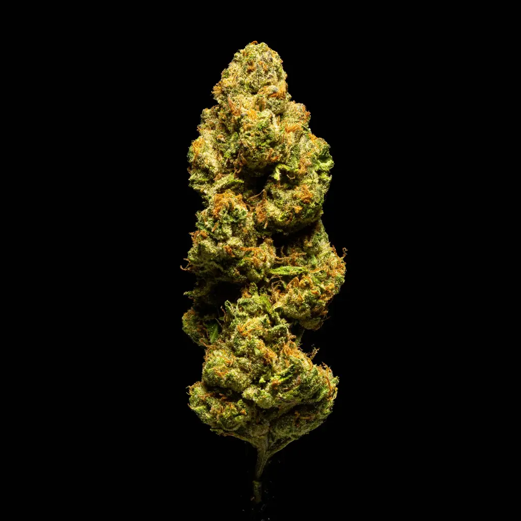 Lemon Cherry Sherbet -FLOAT- 103125.webp