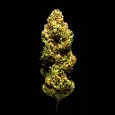 Lemon Cherry Sherbet -FLOAT- 103125.webp