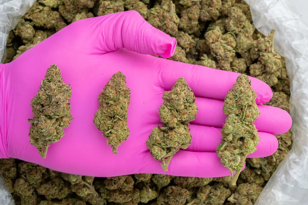 Lemon Cherry Sherbet -PINK- 103125.webp