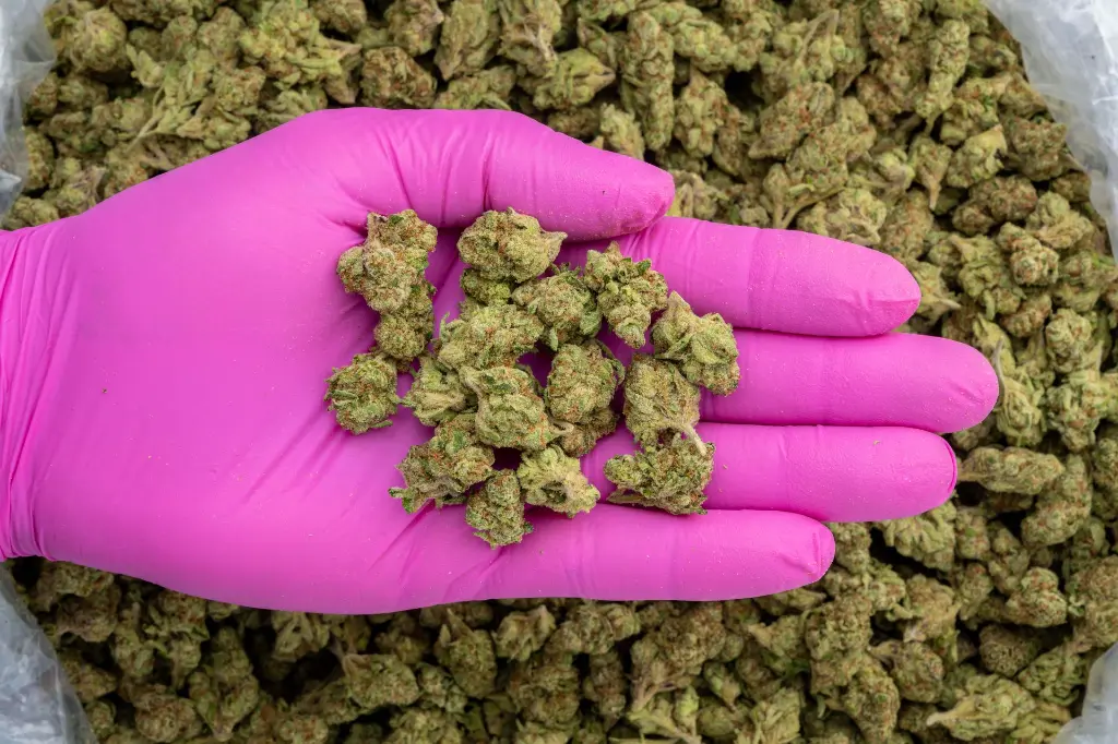 Magic Nights Smalls -PINK- 103125.webp