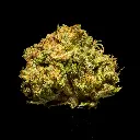 Tuscan Gelato Smalls -FLOAT- 102725.webp