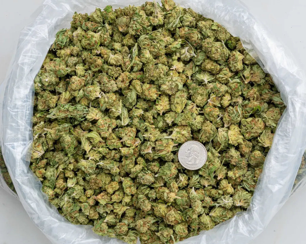 Tuscan Gelato Smalls -BAG- 102725.webp