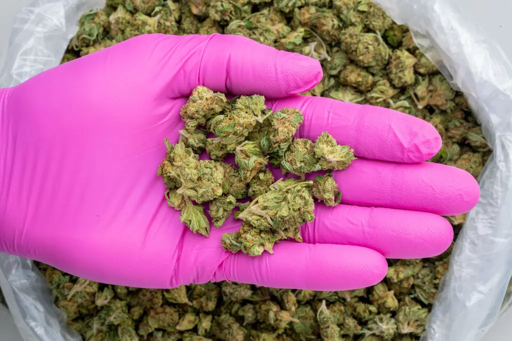 Tuscan Gelato Smalls -PINK- 102725.webp