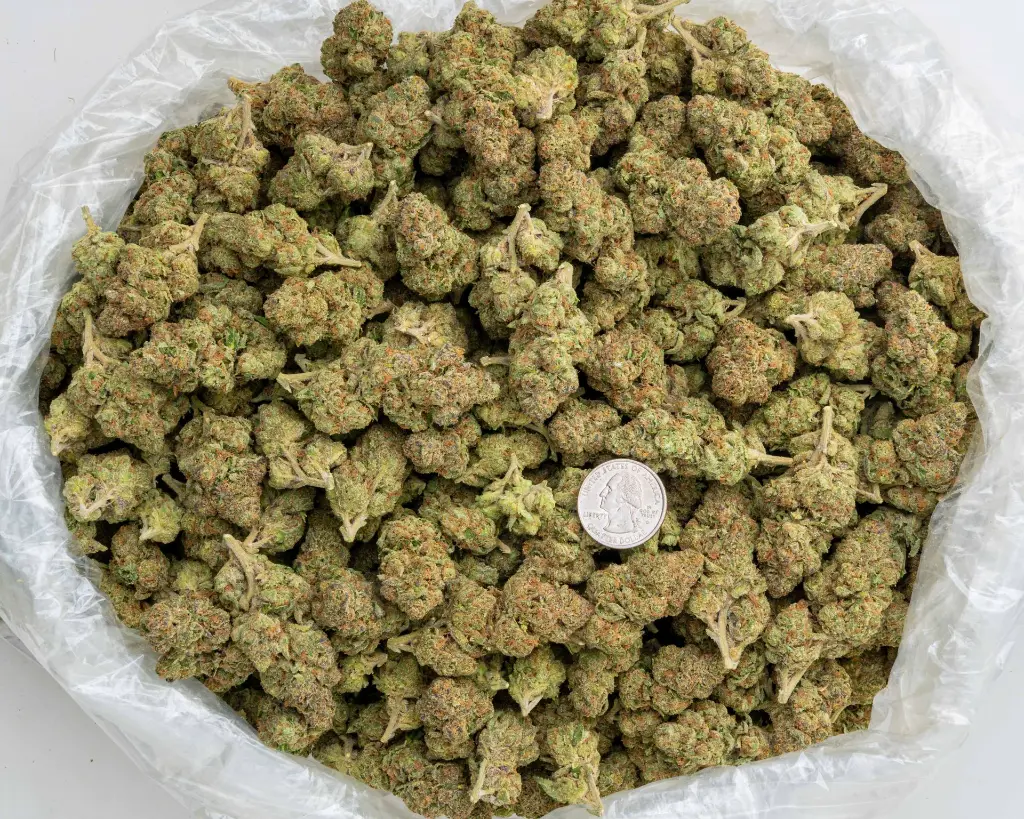 Lantz #3 -BAG- 103125.webp