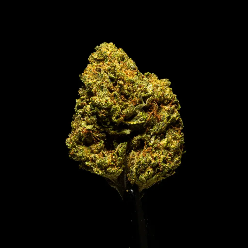 Lantz #3 -FLOAT- 103125.webp