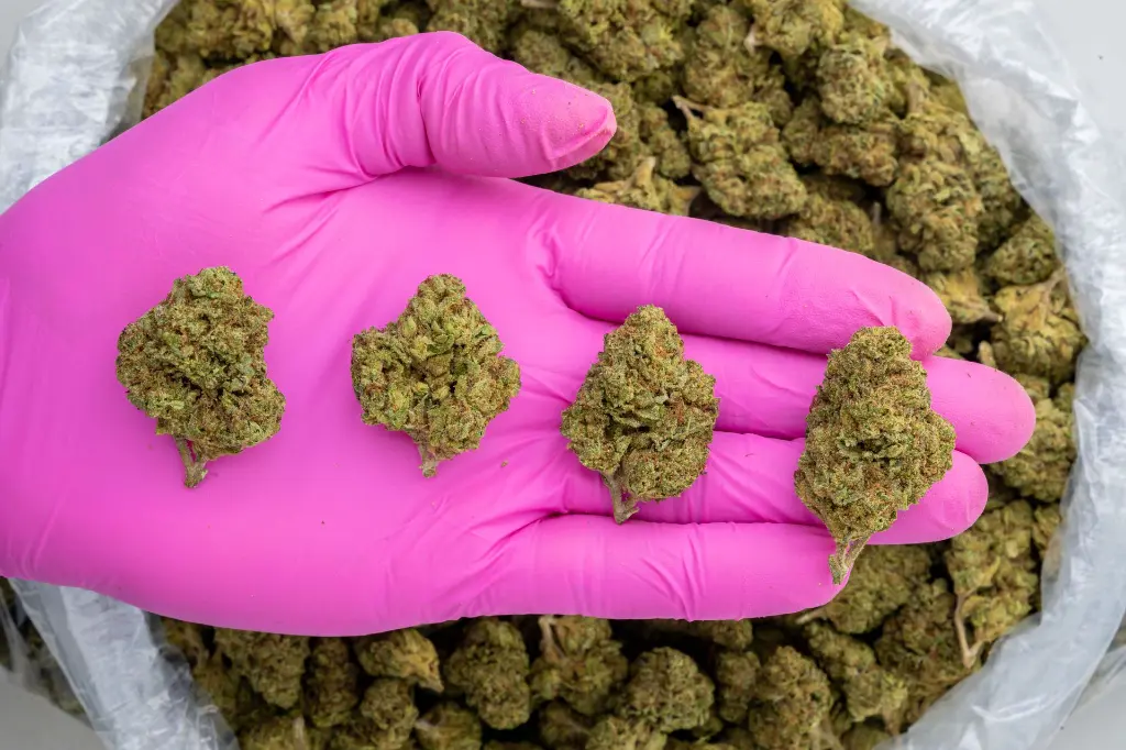 Lantz #3 -PINK- 103125.webp