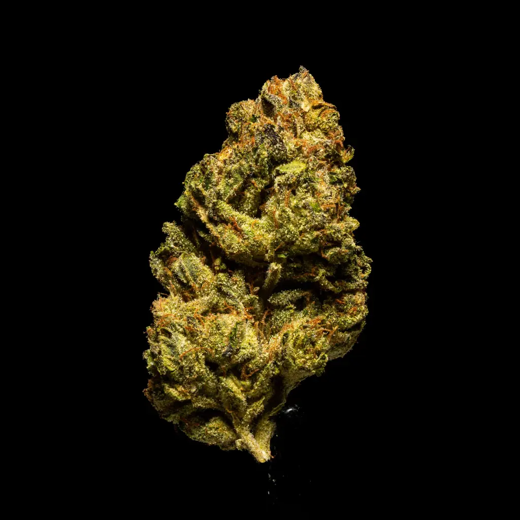 RS 1000 -FLOAT- 103125.webp