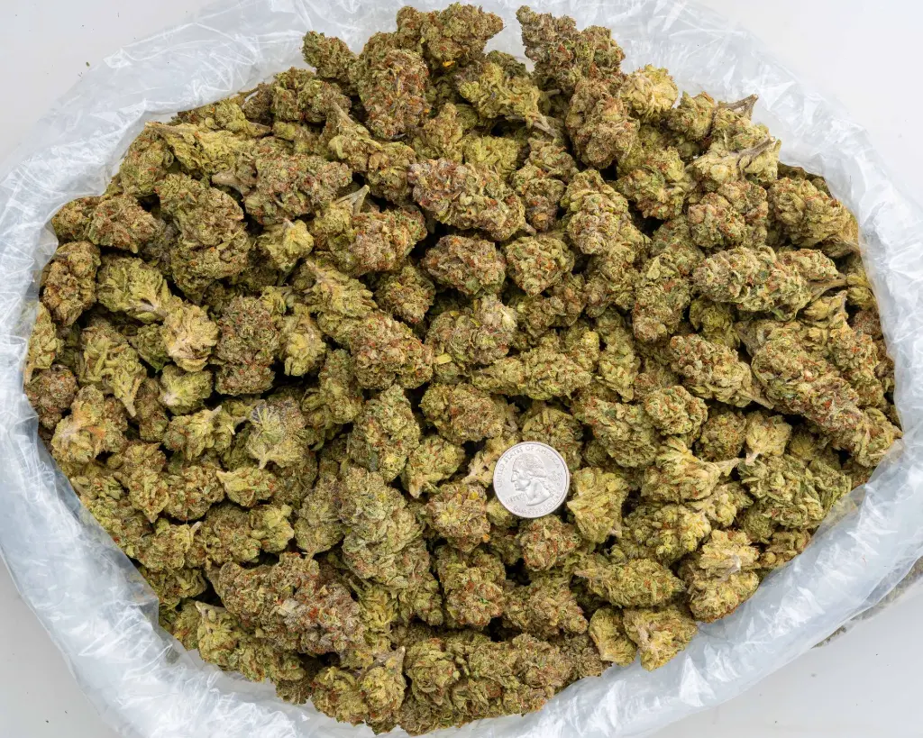 RS 1000 -BAG- 103125.webp