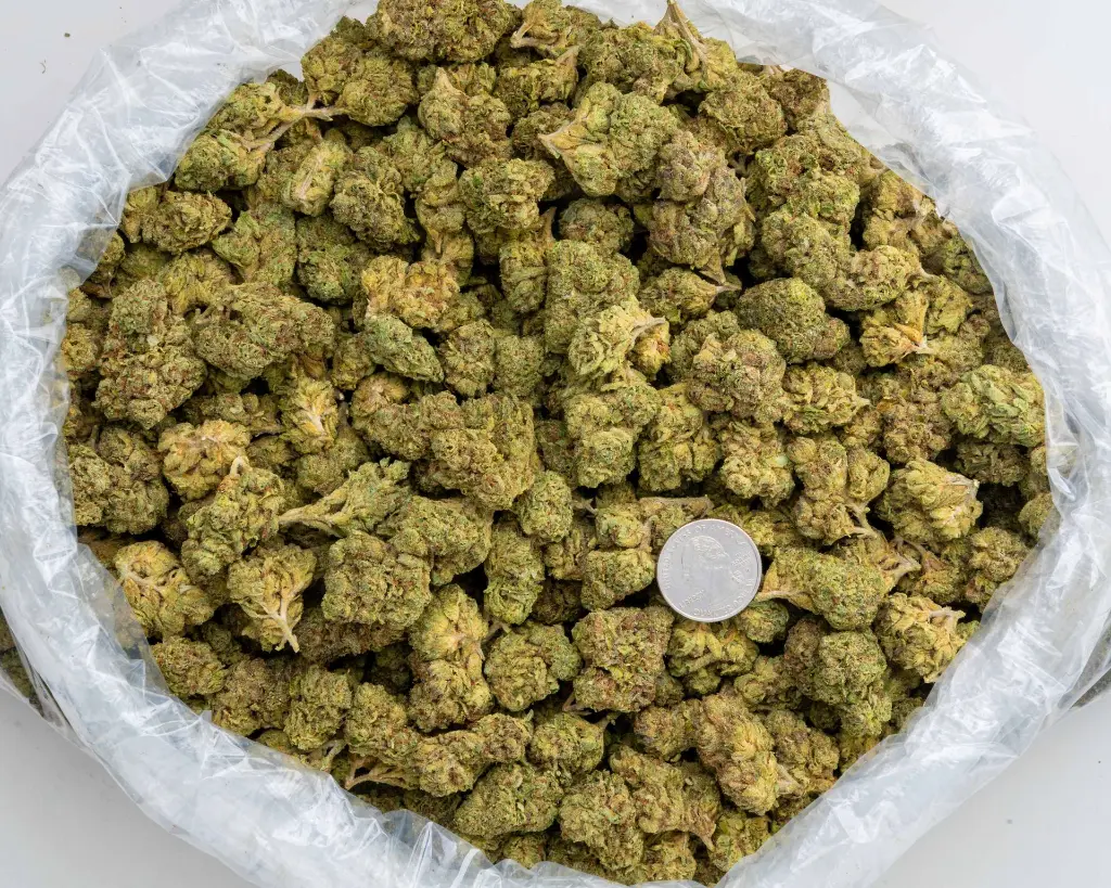 Lantz #1 -BAG- 103125.webp