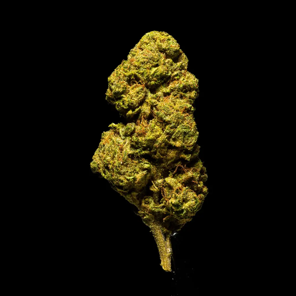 Lantz #1 -FLOAT- 103125.webp