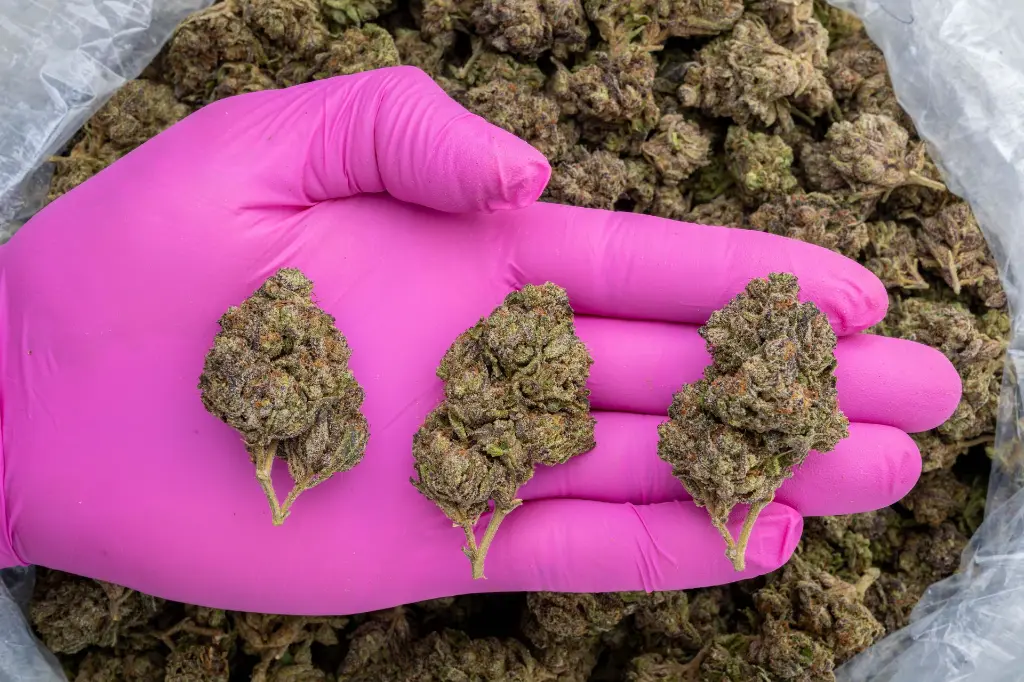 Lantz #2 -PINK- 103125.webp