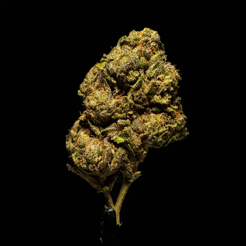 Lantz #2 -FLOAT- 103125.webp