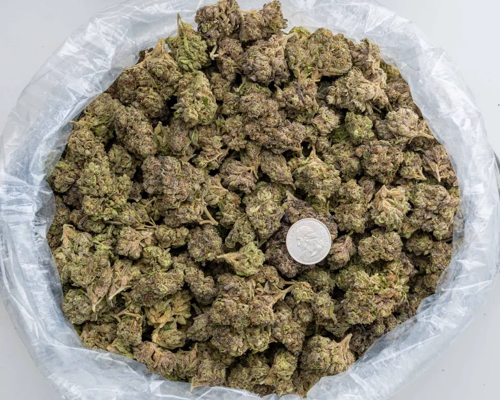 Lantz #2 -BAG- 103125.webp