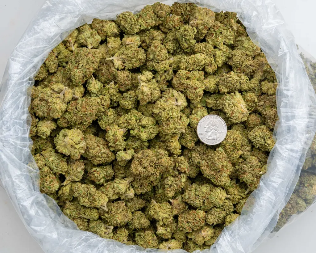 Wakada -BAG- 103125.webp