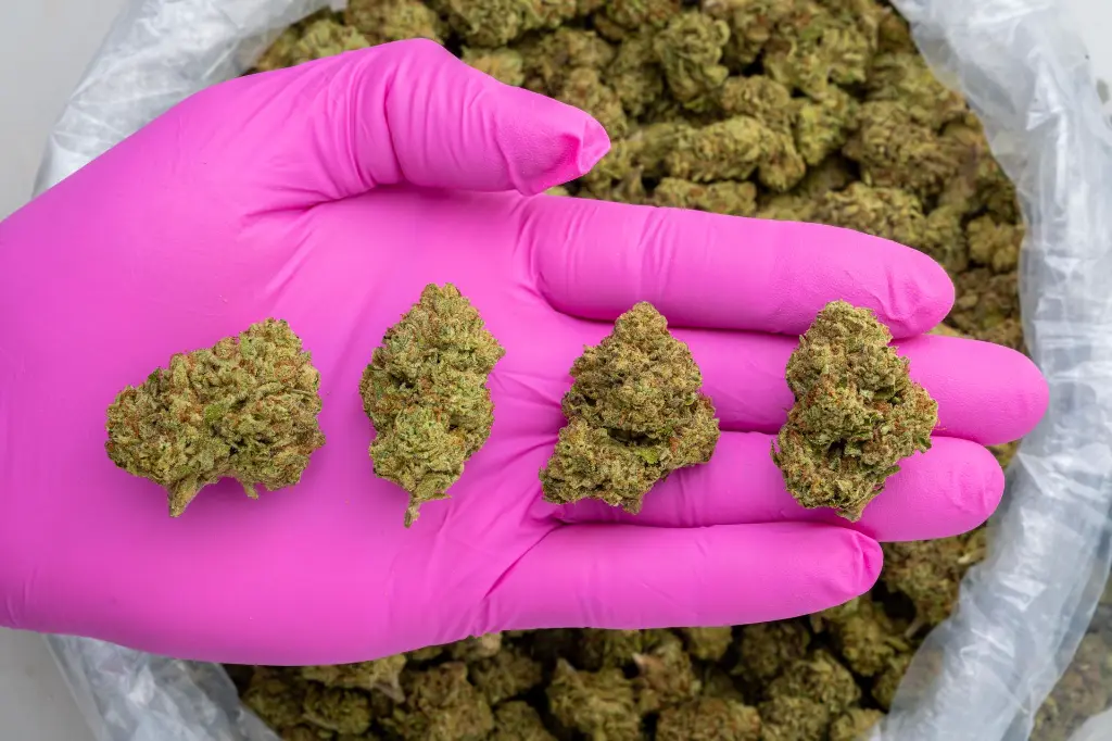 Wakada -PINK- 103125.webp