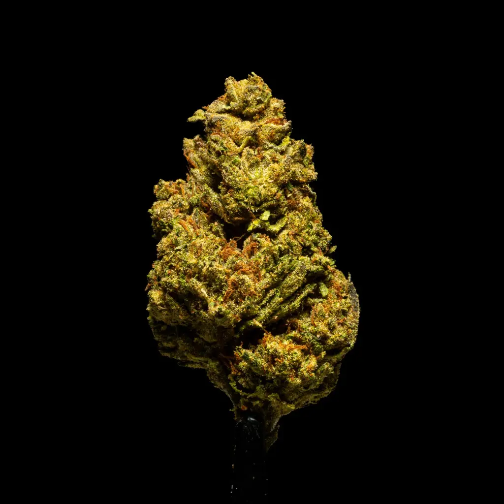 LCG x NM -FLOAT- 103125.webp