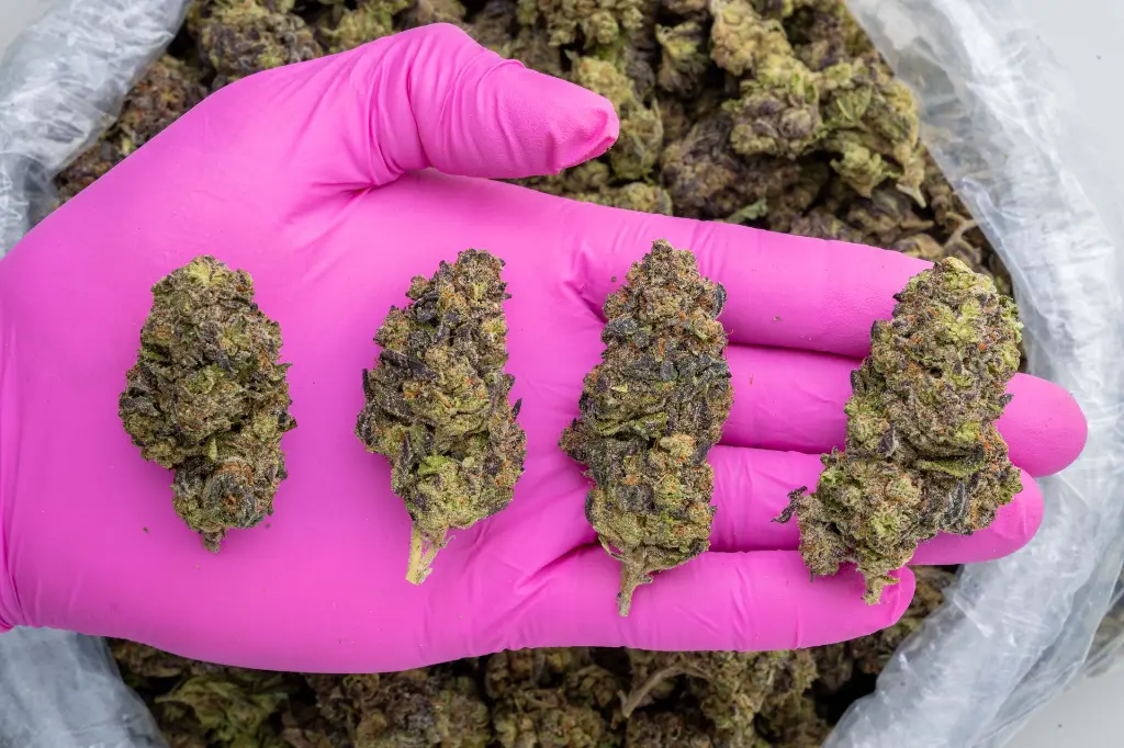 Hashburger #2 -PINK- 103125 (1).webp