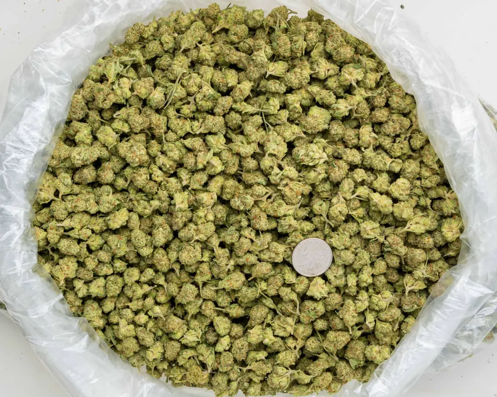 CC -BAG- 101725.webp