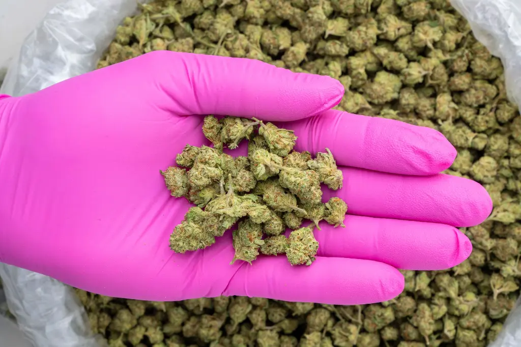 CC -PINK- 101725.webp