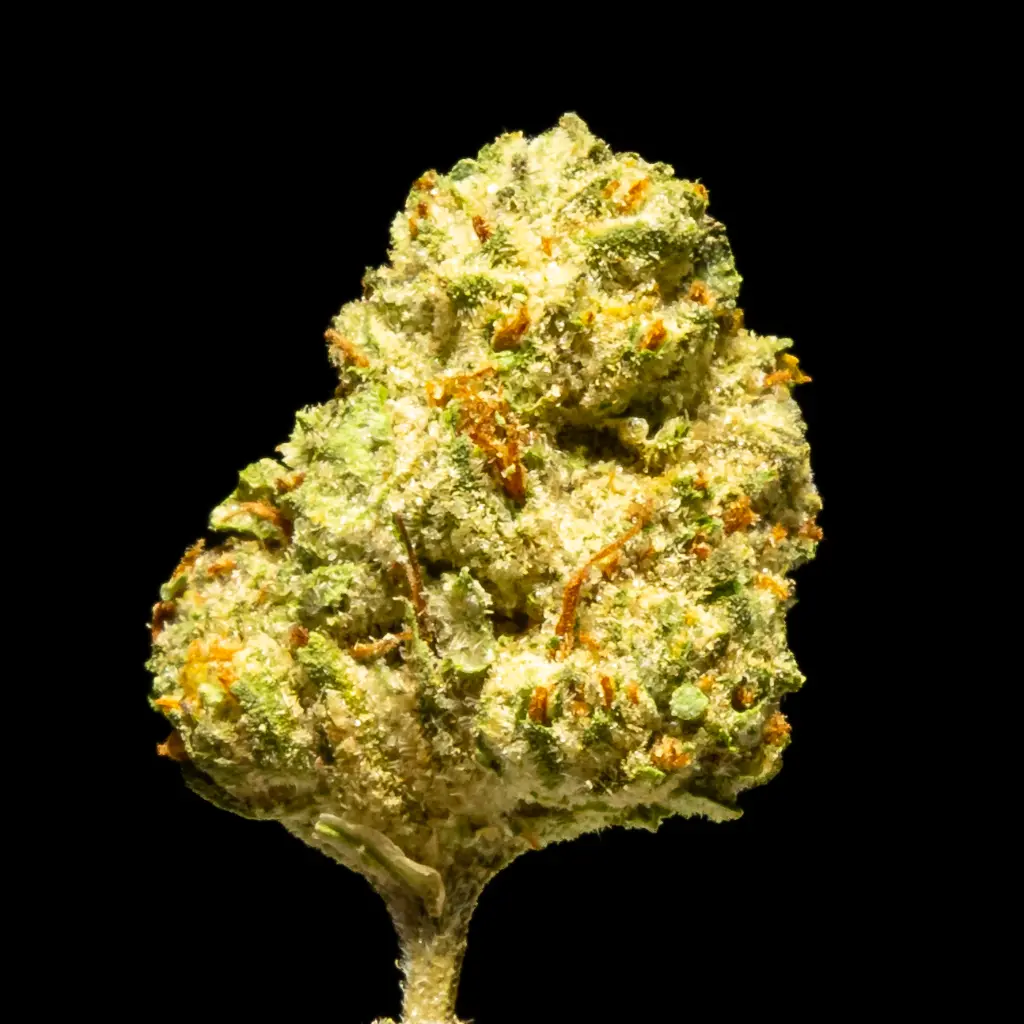 CC -FLOAT- 101725.webp