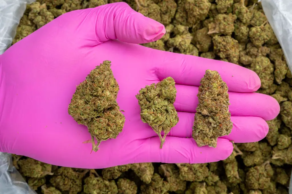 LCGF #3 -PINK- 103125.webp