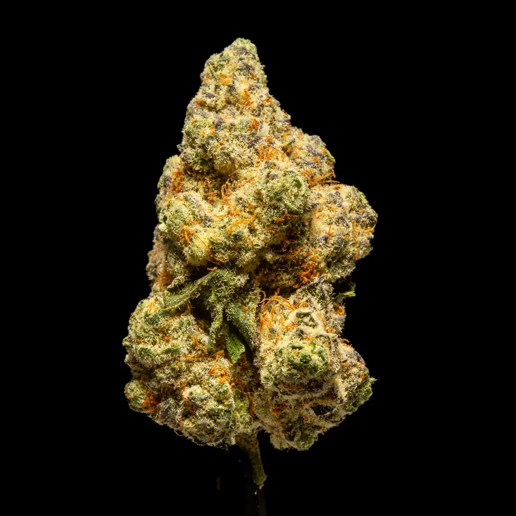 Singapore Sling Indoor -FLOAT- 092625 20250925SSASSL.webp