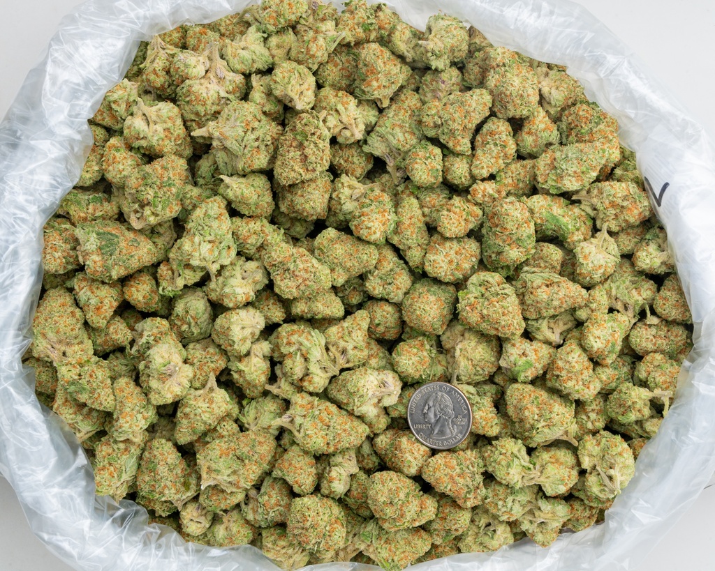 Orange Creamsicle Indoor -BAG- 071825 20250718WHPAP.webp