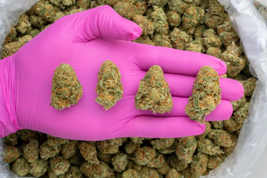 Orange Creamsicle Indoor -PINK- 071825 20250718WHPAP.webp