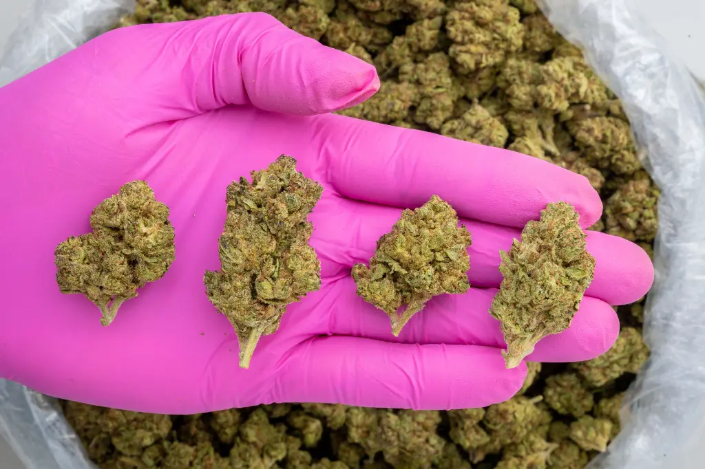 LCGM #4 -PINK- 103125.webp