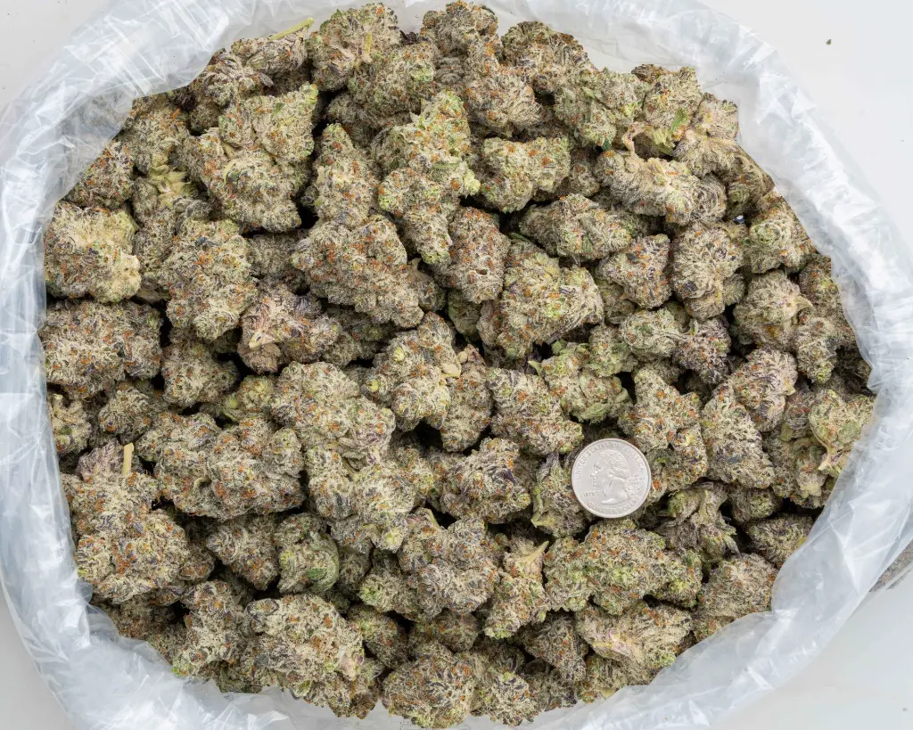 White Truffle Indoor -BAG- 110725.webp