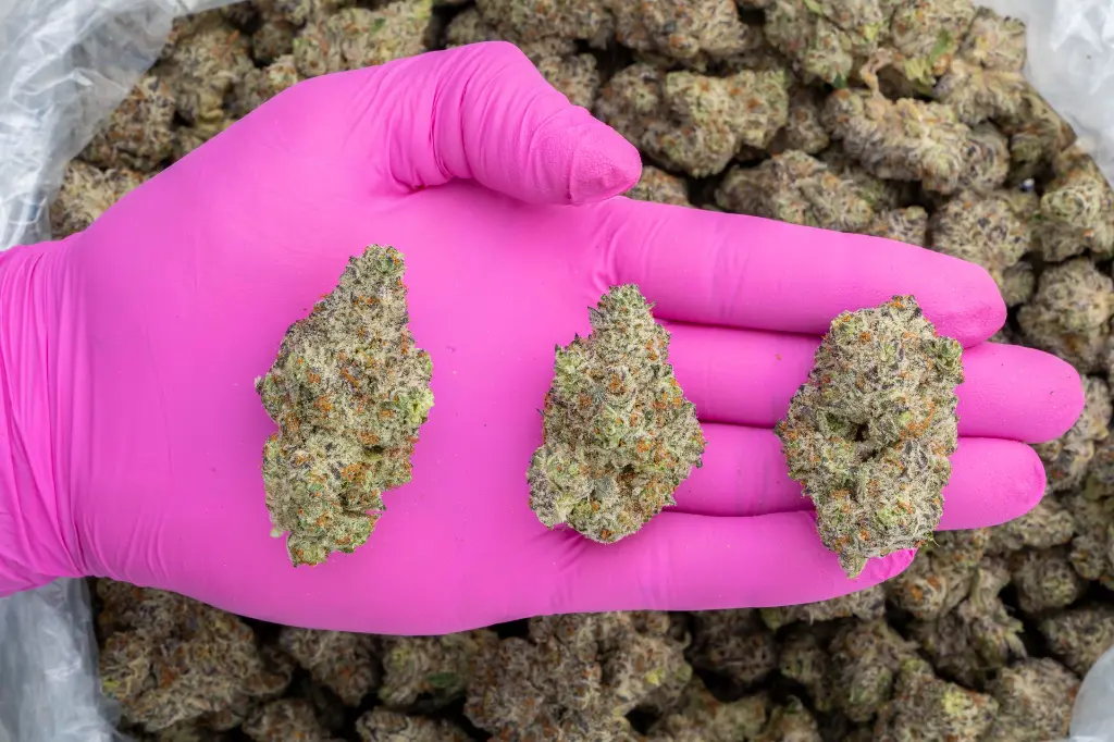 White Truffle Indoor -PINK- 110725.webp