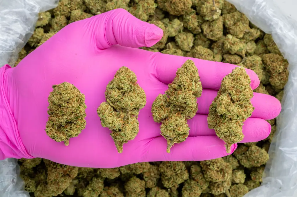 Mimosa -PINK- 110725.webp