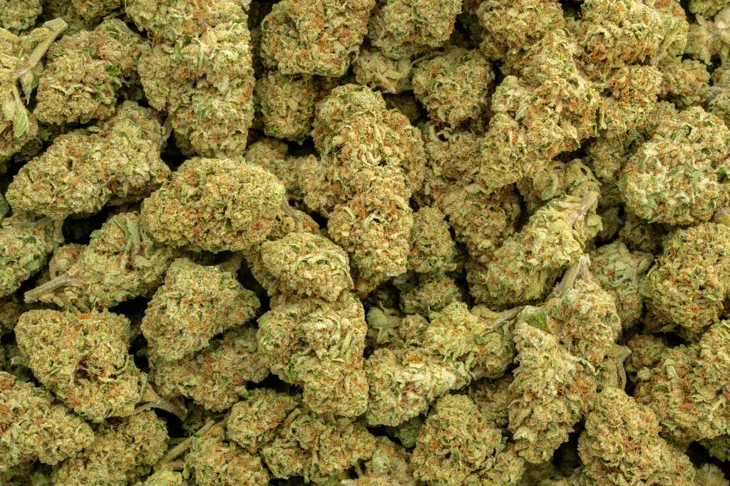 Mimosa -NUG- 110725.webp