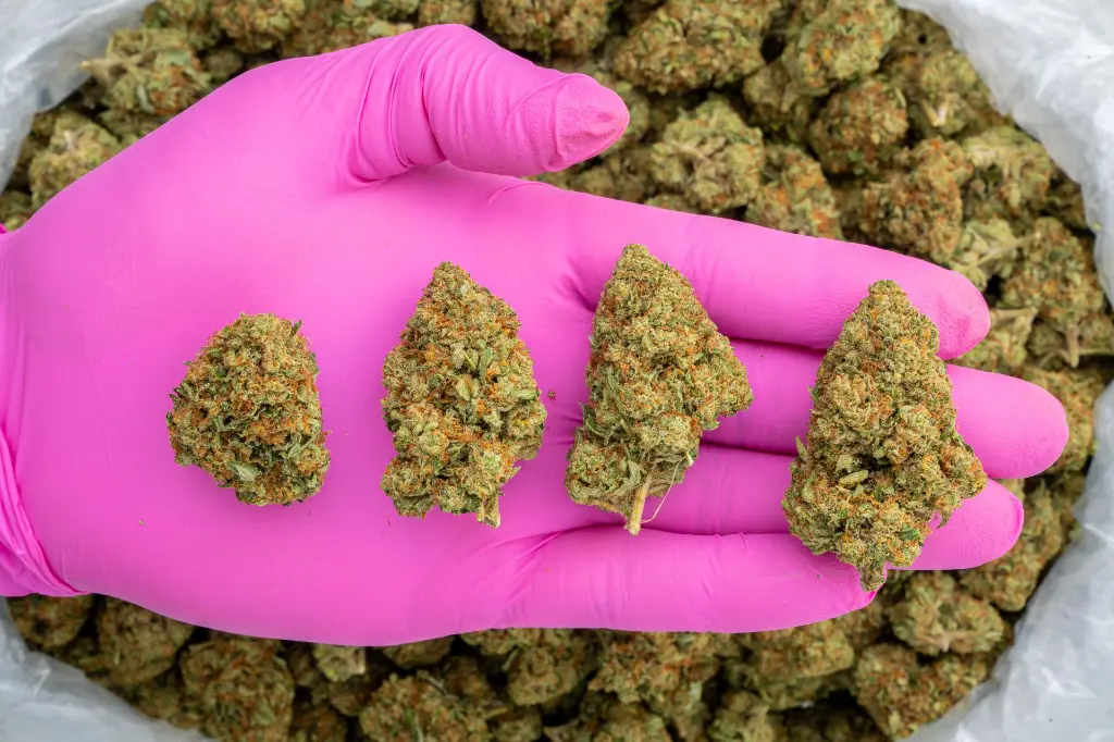 Pure Kush -PINK- 110725.webp